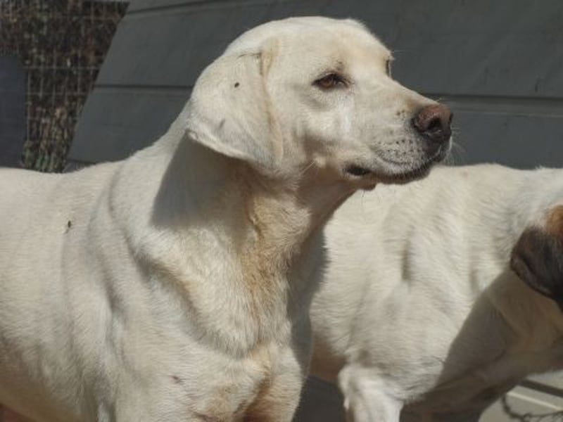 Schüchterner Emir sucht sein Glück