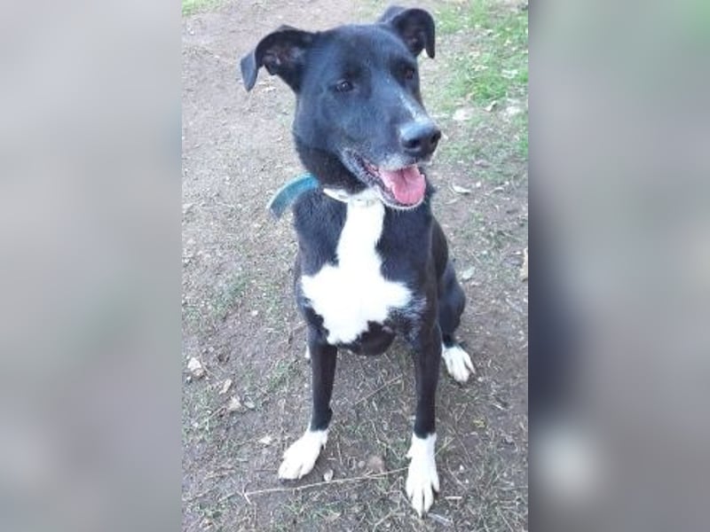 Sanfte Remy - liebt die Menschen