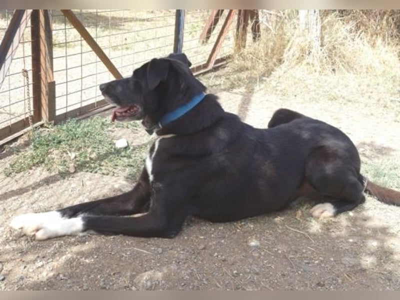 Sanfte Remy - liebt die Menschen