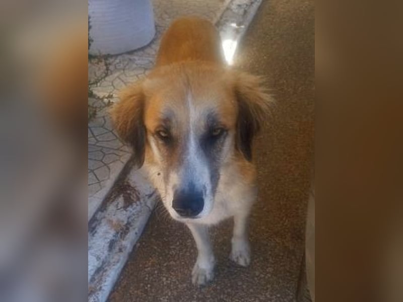 Manolo - ein Rohdiamant auf der Suche nach seinem Zuhause