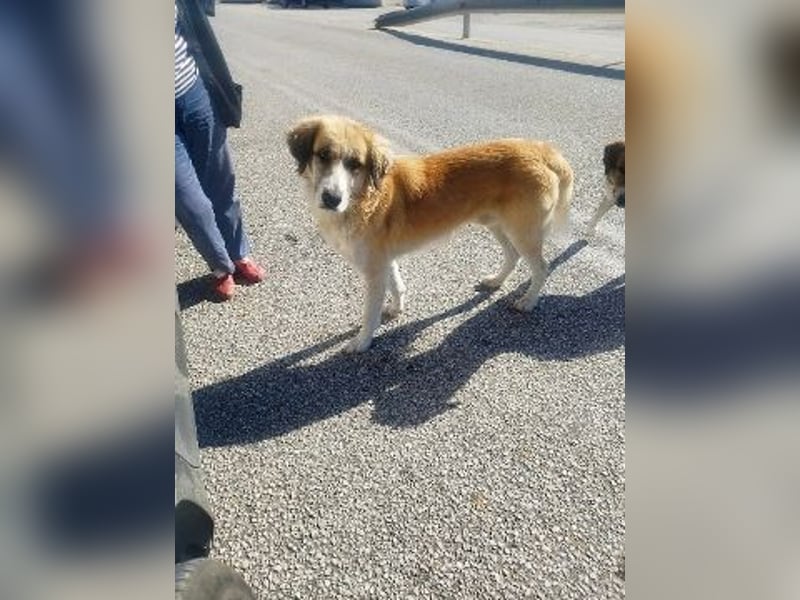 Manolo - ein Rohdiamant auf der Suche nach seinem Zuhause