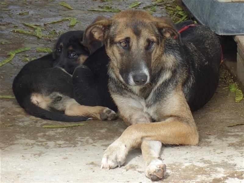 Malena - ein Herz auf vier Pfoten sucht ein Zuhause