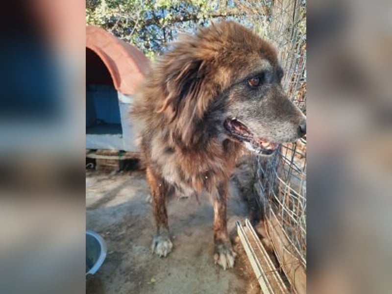 zurückhaltender Jovan mit bernsteinfarbenen Augen sucht ländliches Zuhause