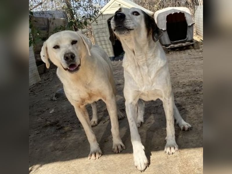 Alaska - ruhiges, verträgliches Hundemädchen