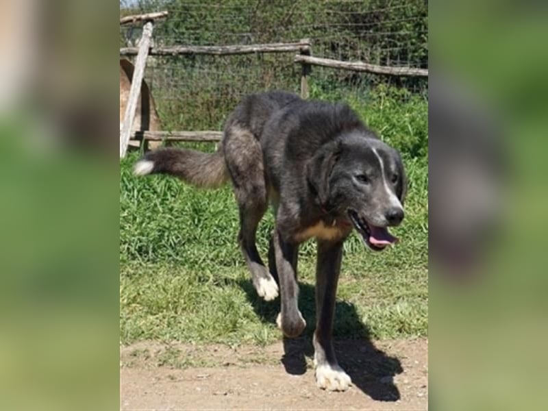 Vital - eine sanfte Seele wartet auf sein Glück