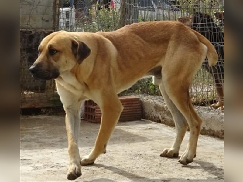 Zurückhaltender Erny sucht Familienanschluss