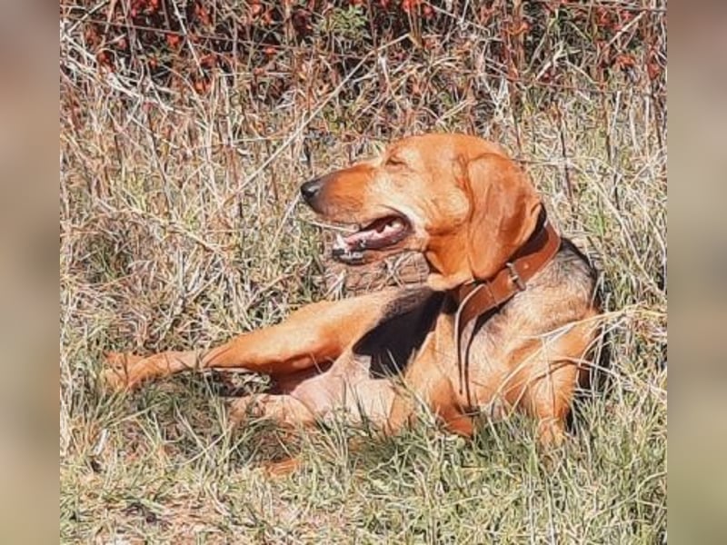 Sanfte Ada - sehr verträgliche Hündin
