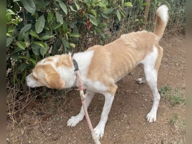 Freundlicher Frankie sucht seine Familie