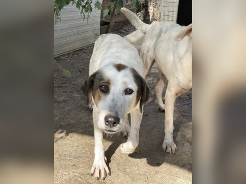 Alaska - ruhiges, verträgliches Hundemädchen