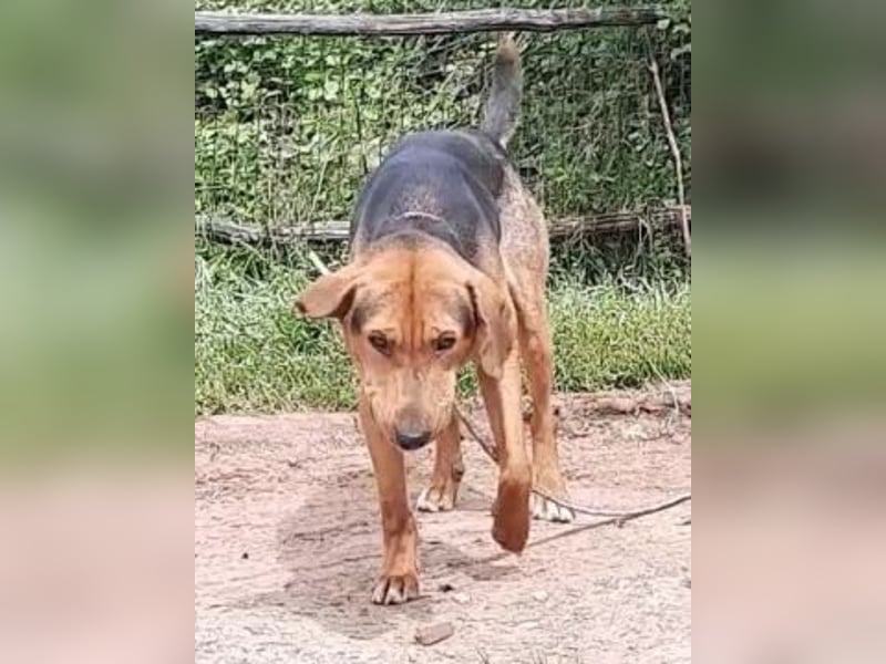 Kitsos - liebevoller Rüde sucht sein Glück