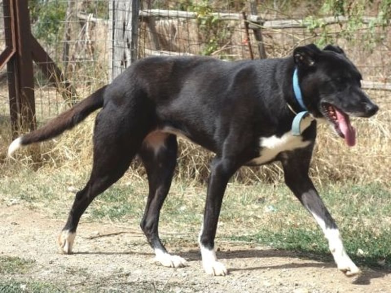 Sanfte Remy - liebt die Menschen