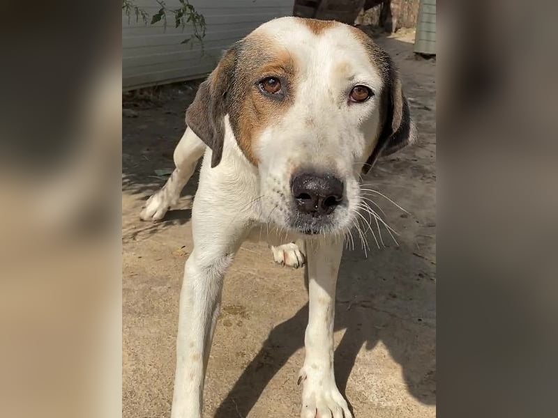 Alaska - ruhiges, verträgliches Hundemädchen