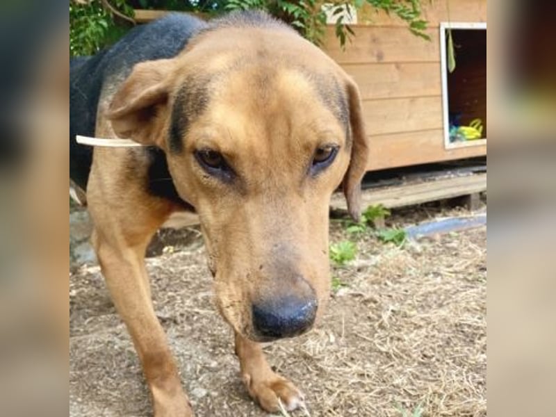 Kitsos - liebevoller Rüde sucht sein Glück