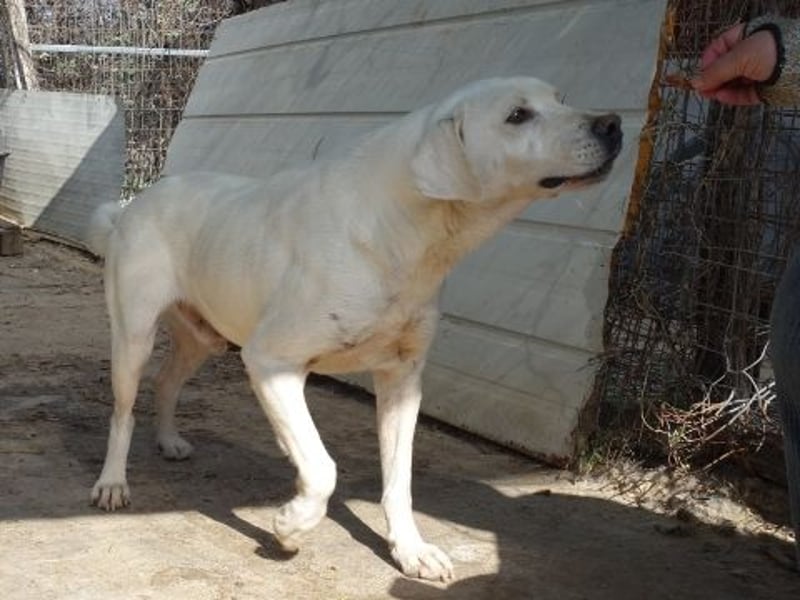 Schüchterner Emir sucht sein Glück