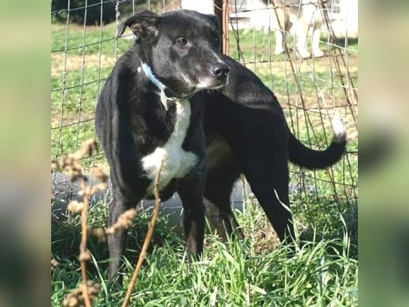 Sanfte Remy - liebt die Menschen