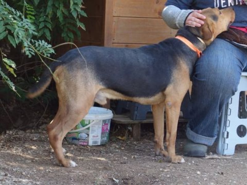 Kitsos - liebevoller Rüde sucht sein Glück