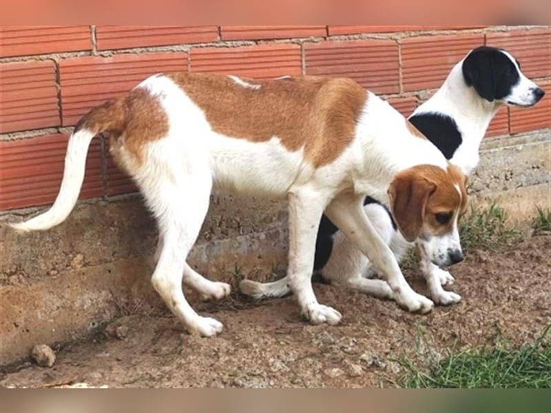 Freundlicher Lony - auf der Suche nach seinem Zuhause