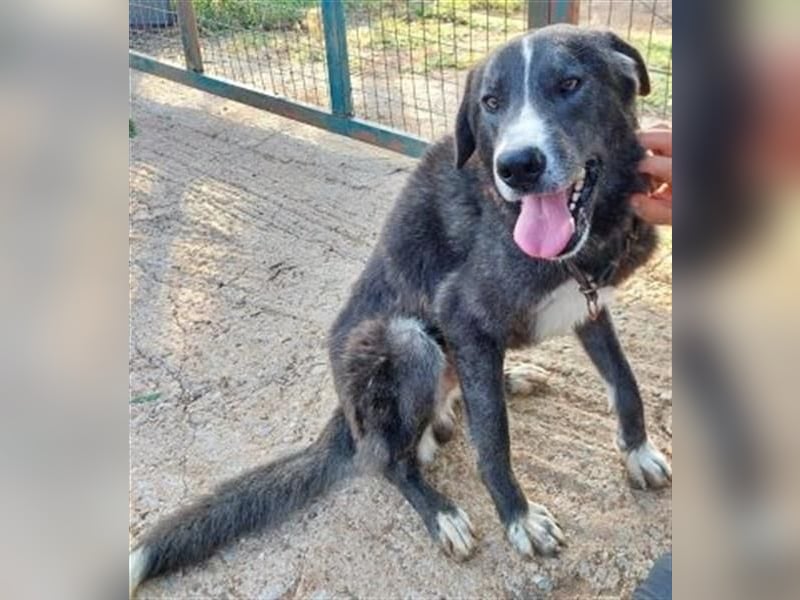 Vital - eine sanfte Seele wartet auf sein Glück