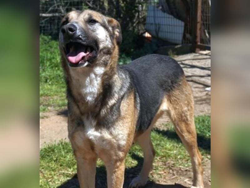 Malena - ein Herz auf vier Pfoten sucht ein Zuhause