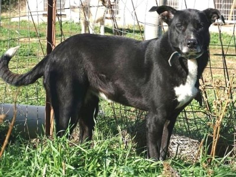 Sanfte Remy - liebt die Menschen