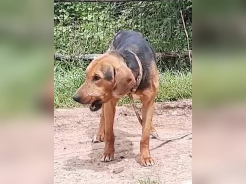 Kitsos - liebevoller Rüde sucht sein Glück