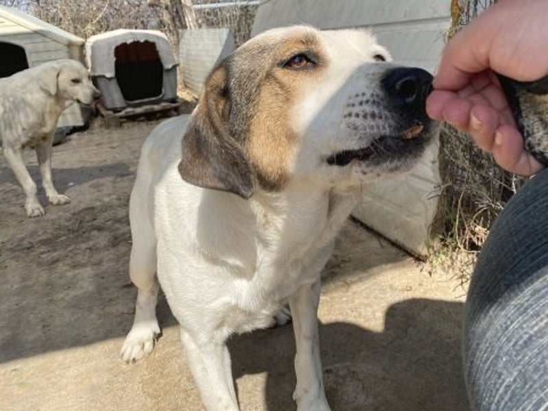 Alaska - ruhiges, verträgliches Hundemädchen