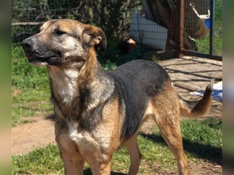 Malena - ein Herz auf vier Pfoten sucht ein Zuhause