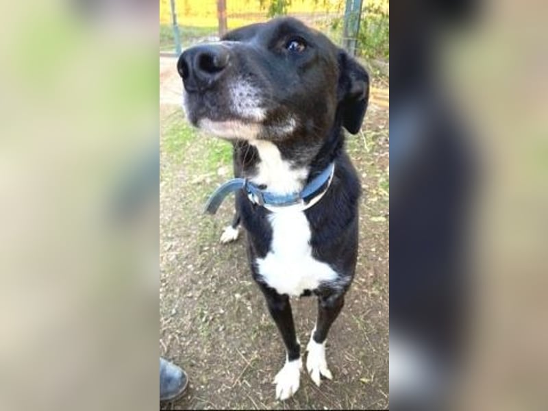 Sanfte Remy - liebt die Menschen