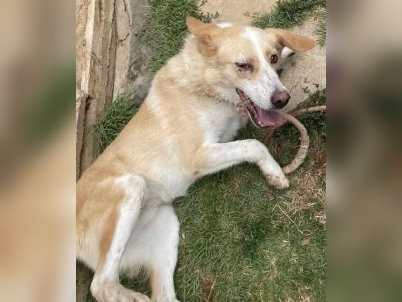 Sonnenschein Fabio - freundlicher Junghund