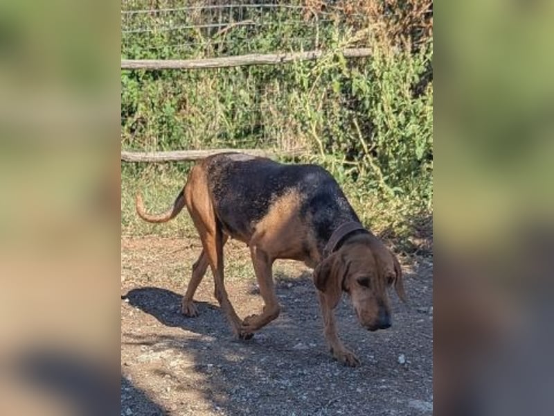 Sanfte Ada - sehr verträgliche Hündin