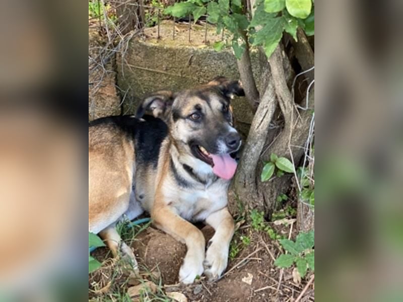 Malena - ein Herz auf vier Pfoten sucht ein Zuhause