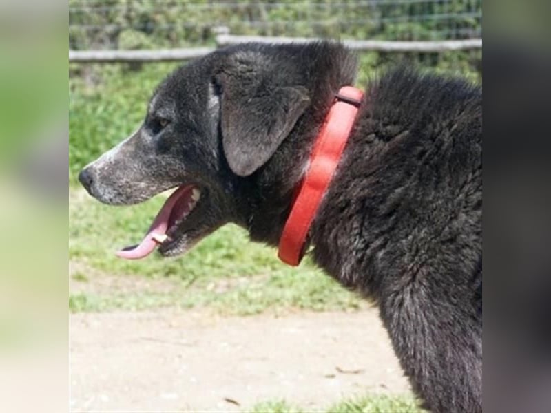 Vital - eine sanfte Seele wartet auf sein Glück