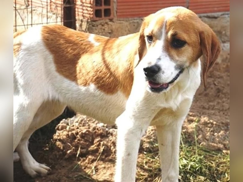 Freundlicher Lony - auf der Suche nach seinem Zuhause