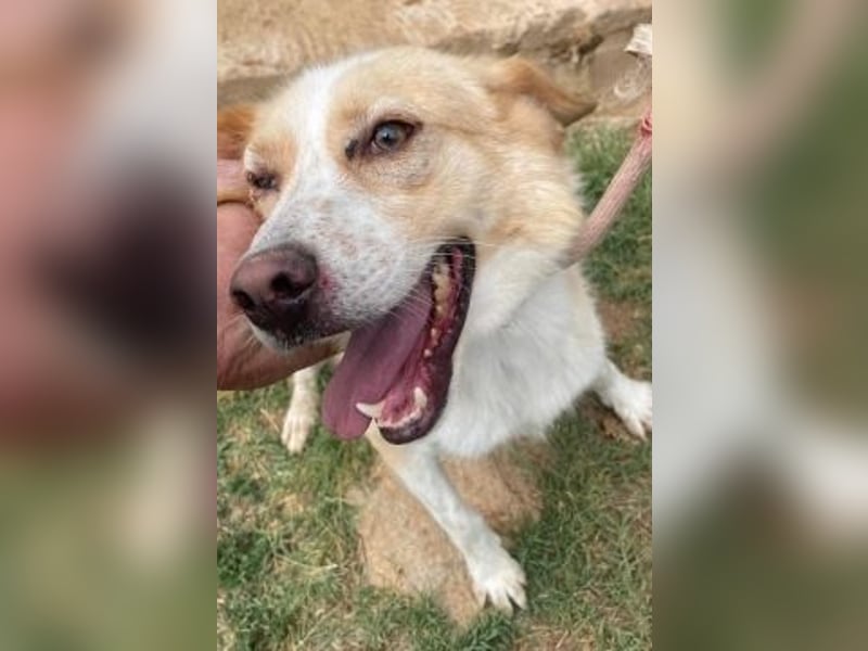 Sonnenschein Fabio - freundlicher Junghund