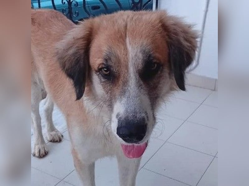 Manolo - ein Rohdiamant auf der Suche nach seinem Zuhause