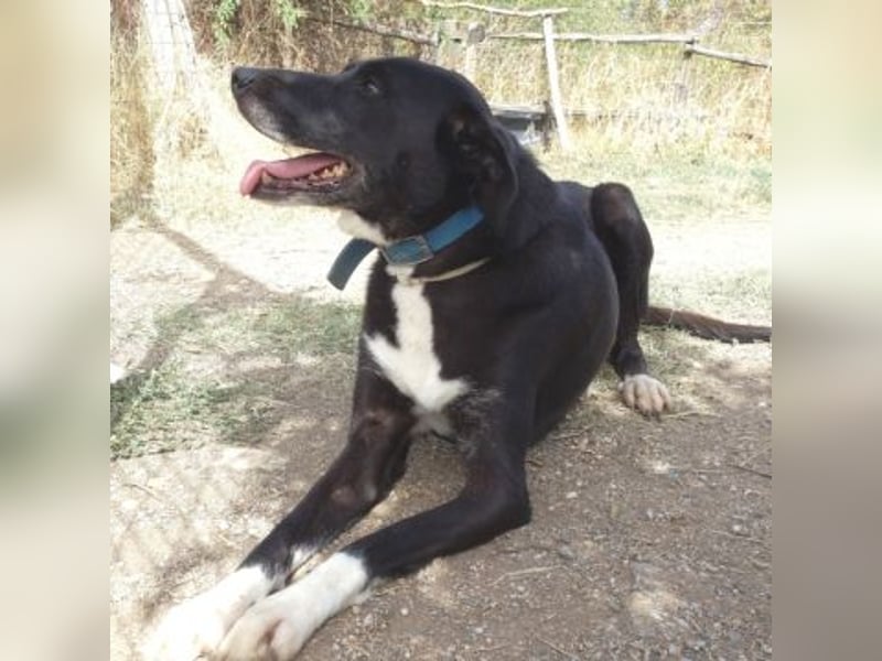 Sanfte Remy - liebt die Menschen