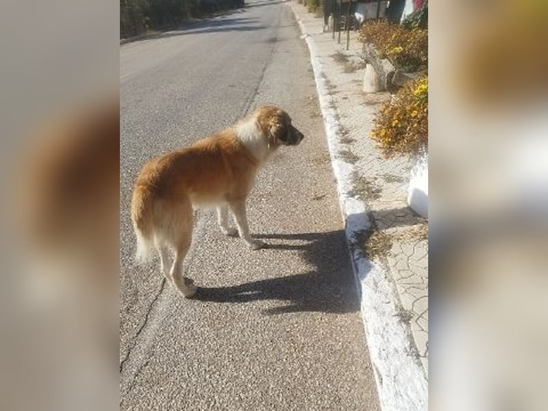 Manolo - ein Rohdiamant auf der Suche nach seinem Zuhause