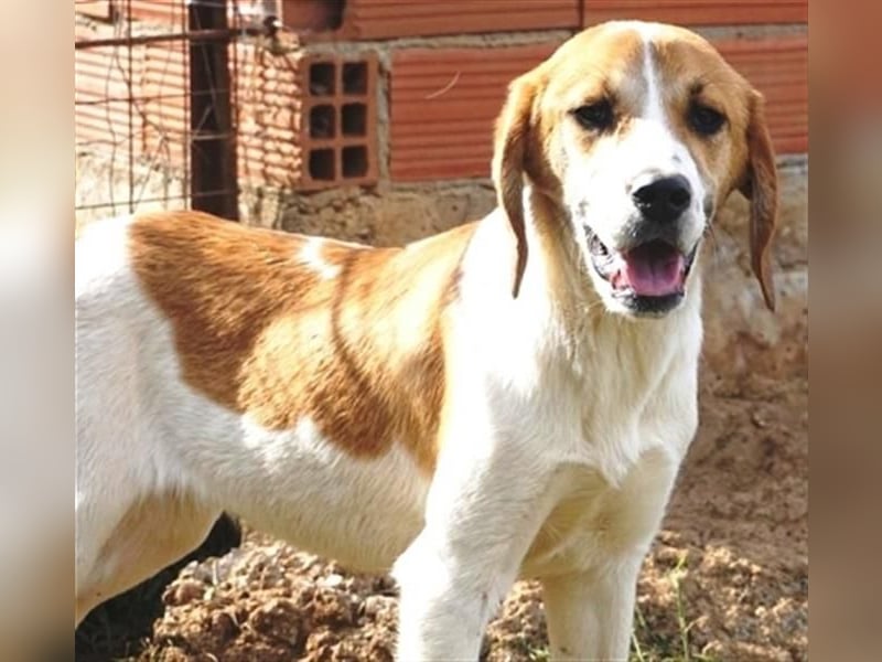 Freundlicher Lony - auf der Suche nach seinem Zuhause