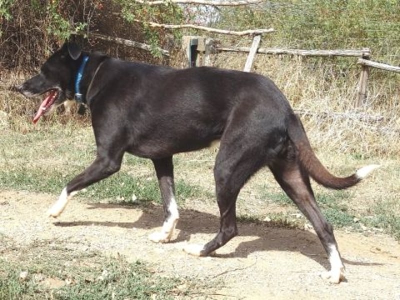 Sanfte Remy - liebt die Menschen