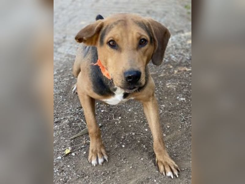 Kitsos - liebevoller Rüde sucht sein Glück