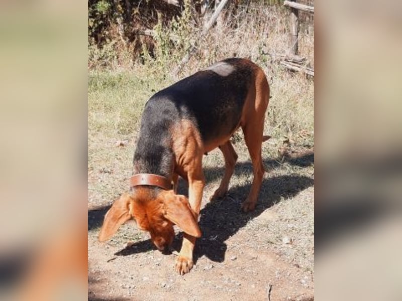 Sanfte Ada - sehr verträgliche Hündin