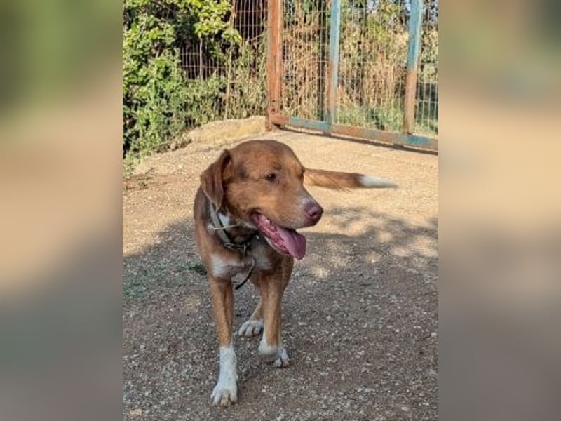 Nello - kleiner Kämpfer mit großem Herz sucht sein Glück