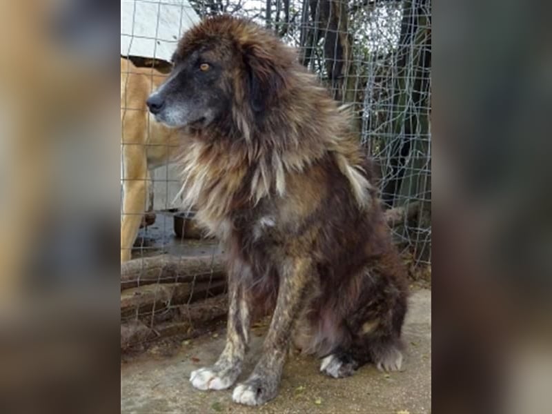 zurückhaltender Jovan mit bernsteinfarbenen Augen sucht ländliches Zuhause