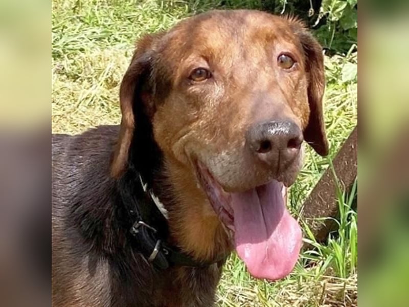 Sanfte Lizoula - Herzenshund mit trauriger Vergangenheit sucht warmes Plätzchen