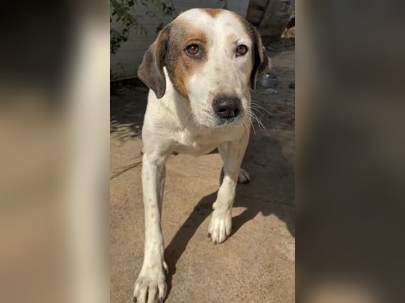 Alaska - ruhiges, verträgliches Hundemädchen