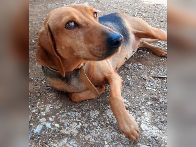 Sanfte Ada - sehr verträgliche Hündin