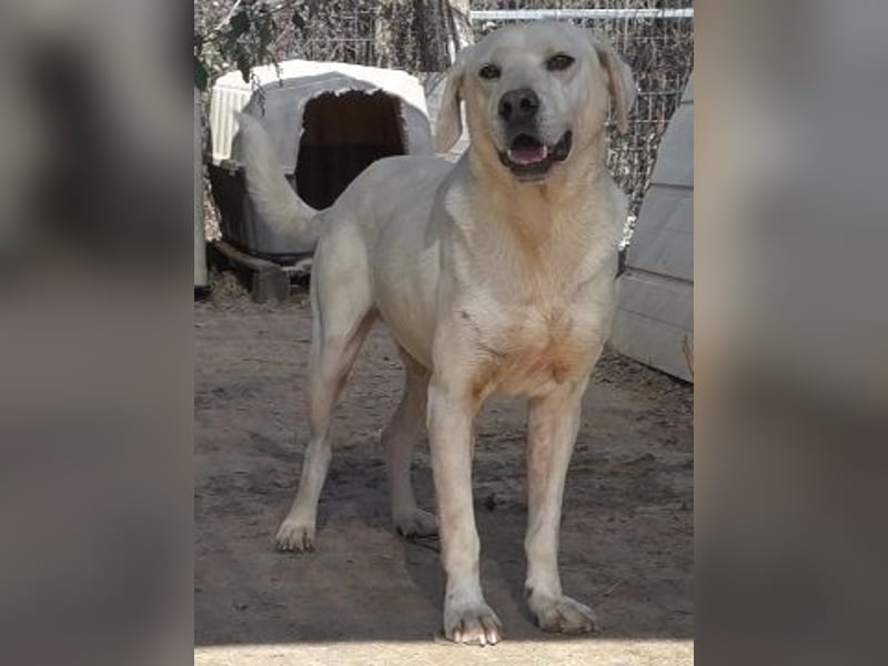 Schüchterner Emir sucht sein Glück