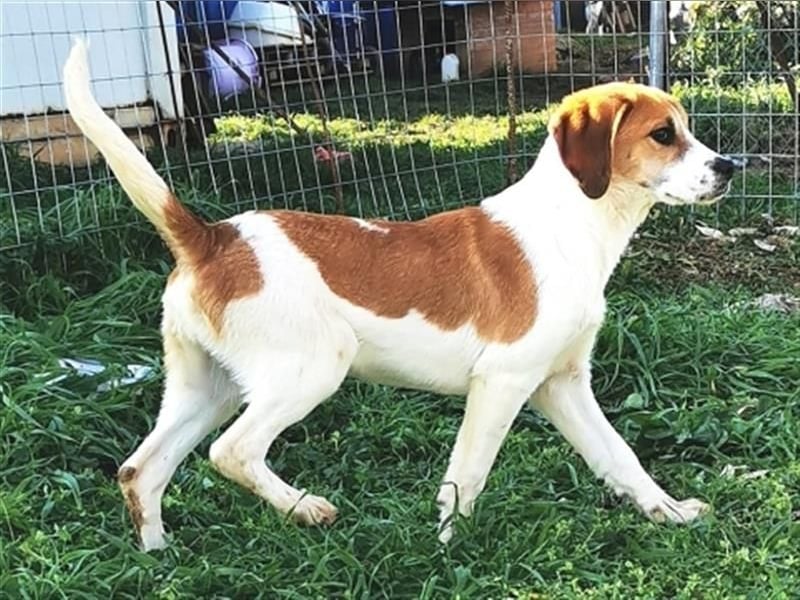 Freundlicher Lony - auf der Suche nach seinem Zuhause