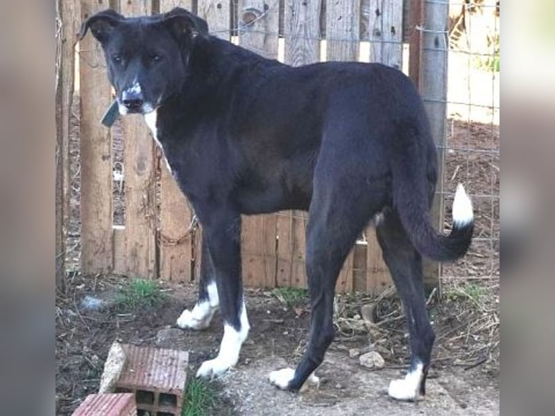 Sanfte Remy - liebt die Menschen