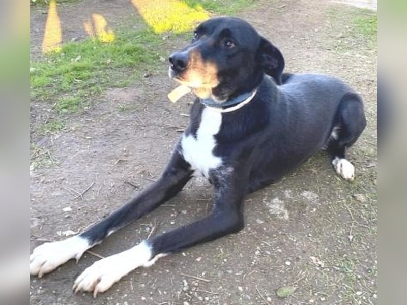 Sanfte Remy - liebt die Menschen